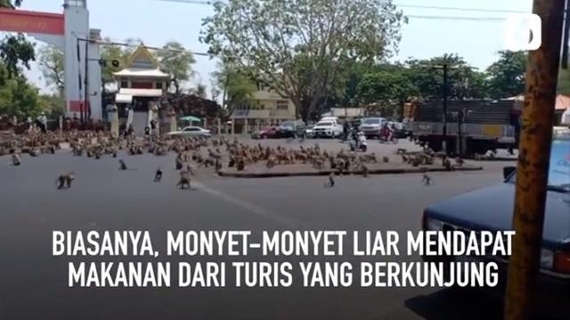 Viral, Ratusan Monyet Kelaparan di Thailand Berebut Makanan Akibat Sepi Wisatawan