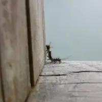 Teliti Tiga Jenis Ulat Bulu