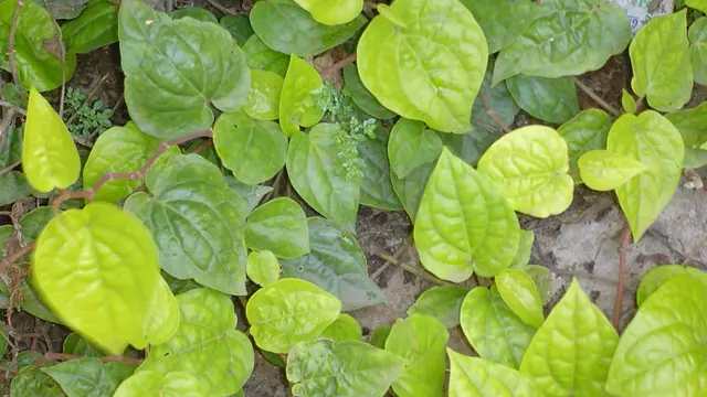 Daun Sirih