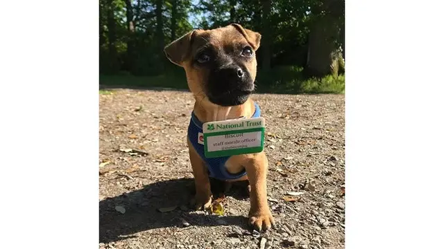 Tak Biasa, Anjing-anjing Ini Jadi Pekerja Layaknya Manusia