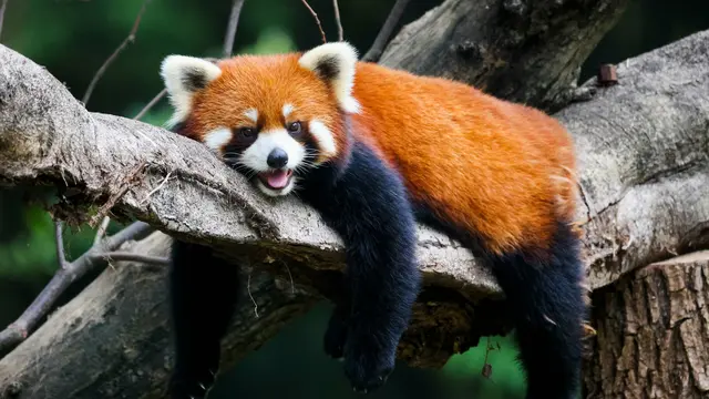 Red Panda
