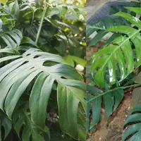 Daun Ekor Naga (Foto: Tokopedia)