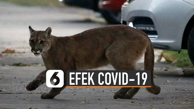 VIDEO: Deretan Hewan Berkeliaran di Tengah Karantina Covid-19