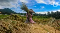 Petani merontokkan padi jenis baligo di sawahnya kawasan Sukamakmur, Bogor, Jawa Barat, Sabtu (27/04/2024). (merdeka.com/Arie Basuki)