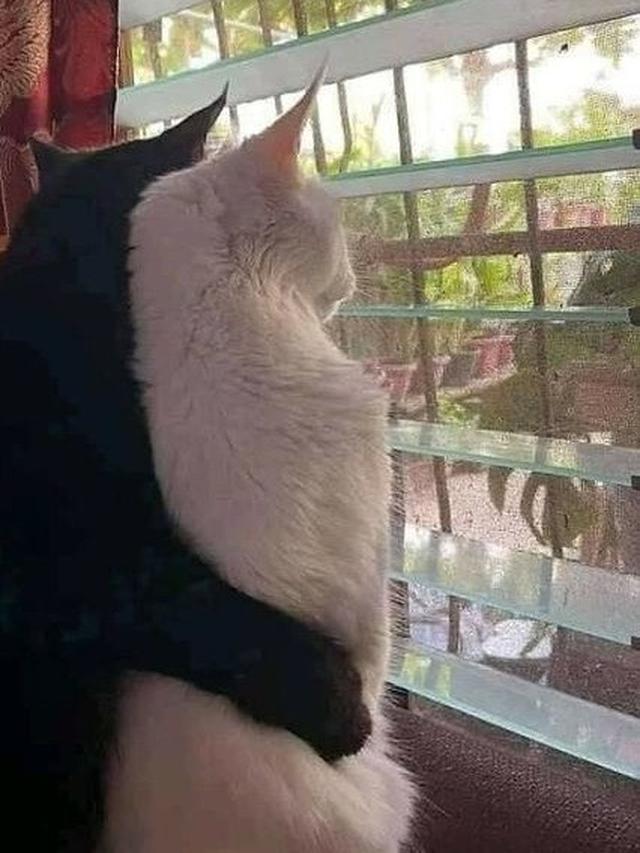 6 Tingkah Kucing Saling Bermesraan Ini Bikin Majikan Senyum