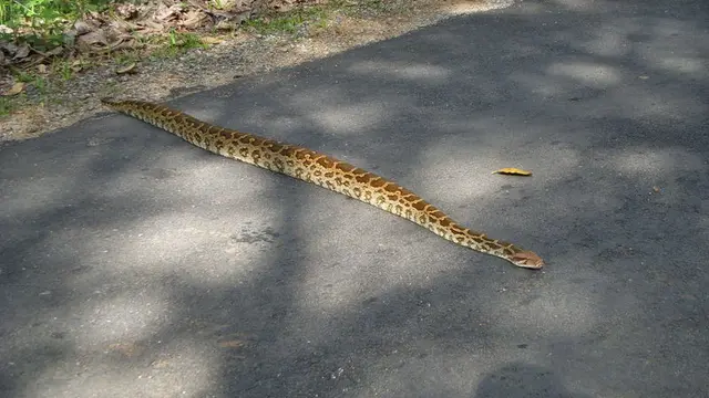 Ular Piton Membentang di Jalan