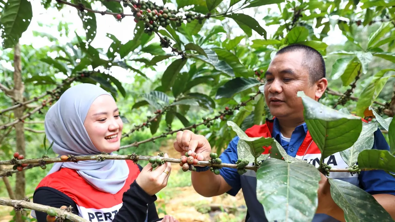 Kelompok Tani Kampung Kopi Luwak Desa Prangat Baru