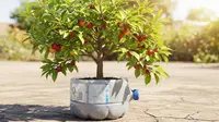 Cara Buat Tabulampot dari Galon Bekas untuk Kebun Buah di Rumah