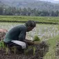 Ilustrasi petani yang sedang bertani di sawahIstimewa.