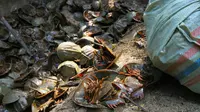 Belangkas mati yang disita Polda Riau dari sindikat perdagangan satwa liar. (Liputan6.com/Istimewa/M Syukur)