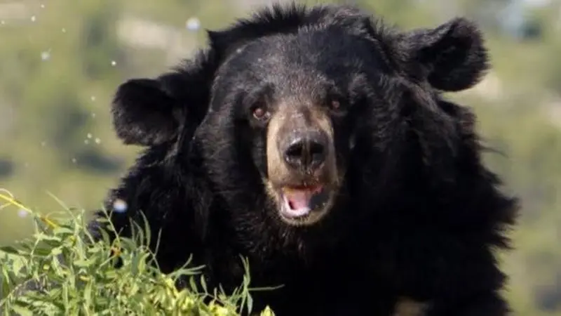 Ular hingga Beruang Kutub, Ini 5 Serangan Hewan Terparah