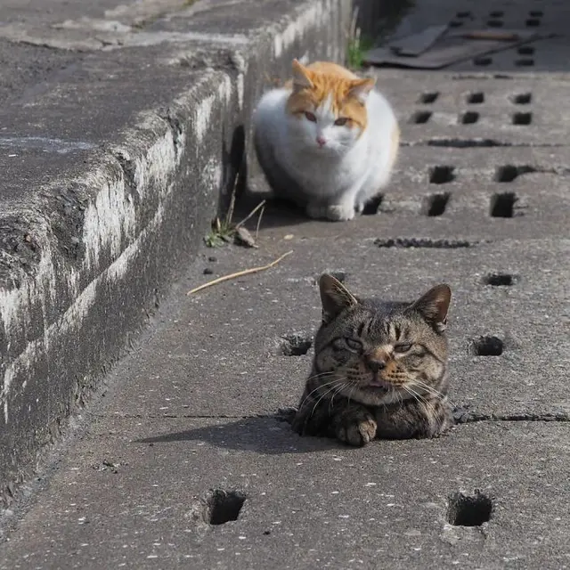10 Potret Lucu Kucing Muncul dari Lubang di Langit-Langit Ini Bikin Gemas