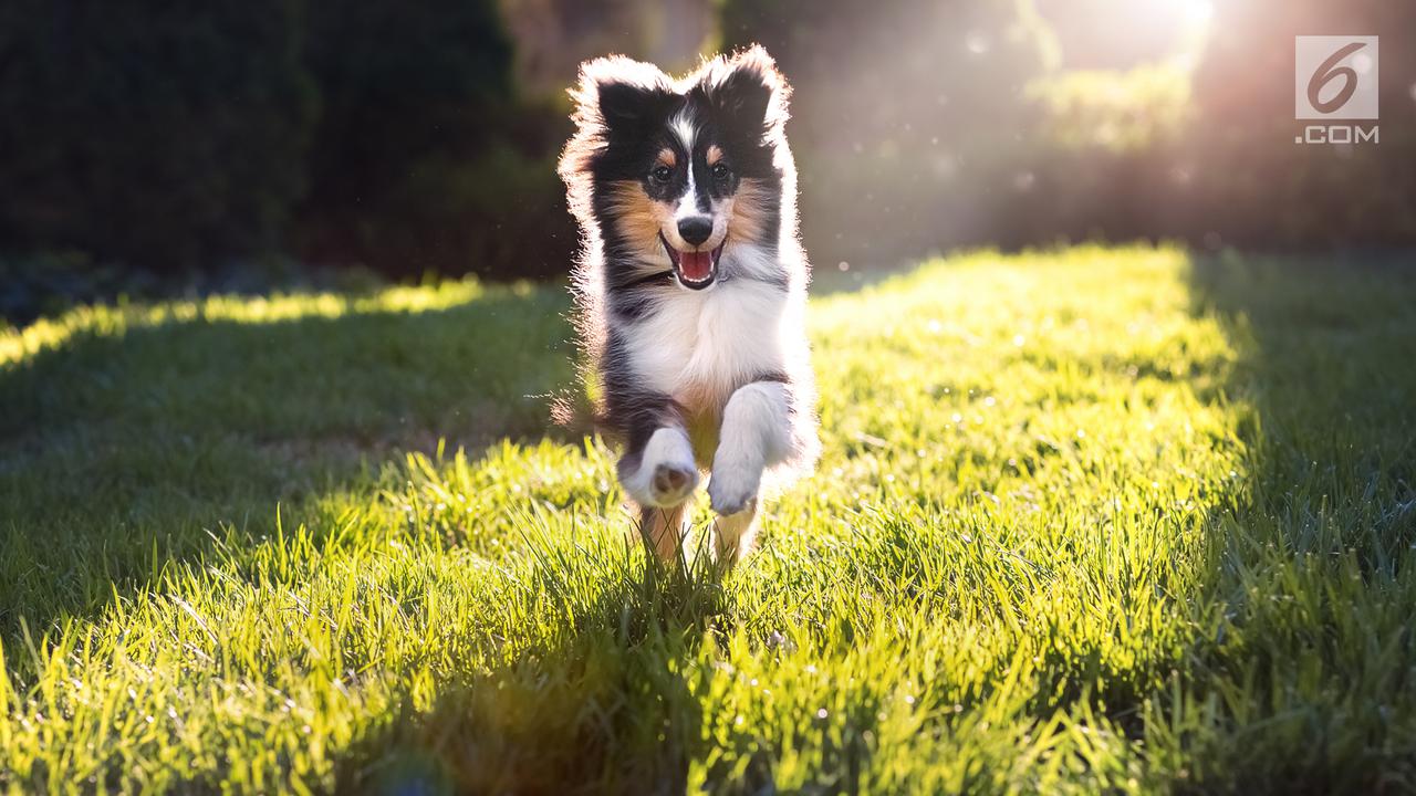 Anjing Jenis Shetland Sheepdog