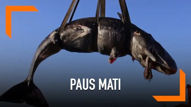 VIDEO: Paus Sperma Hamil Mati Telan 22 Kg Sampah Plastik