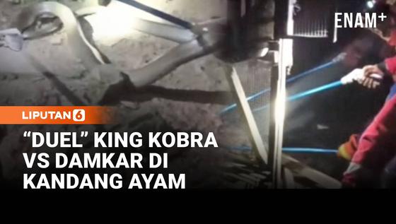 Tegang! &ldquo;Duel&rdquo; King Kobra Vs Damkar di Kandang Ayam
