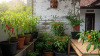 9 Ide Kebun Sayur dalam Pot di Teras Rumah untuk Cabai, Solusi Praktis Panen Segar