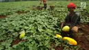 Petani memanen timun suri di areal pertanian Kampung Kemang, Bogor, Kamis (17/5). Timun suri merupakan buah favorit pada bulan Ramadan untuk sajian buka puasa yang dijual dari Rp 5.000 - Rp 8.000 per buahnya. (Merdeka.com/Arie Basuki)