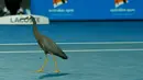 Seekor burung berada di lapangan tenis saat gelaran  tenis Australia Terbuka di Melbourne Park, Australia, Selasa (19/1). Burung ini tiba - tiba masuk l ketika pertandingan antara Viktor Troicki dan Daniel Munoz de la Nava.  (REUTERS / Tyrone Siu)