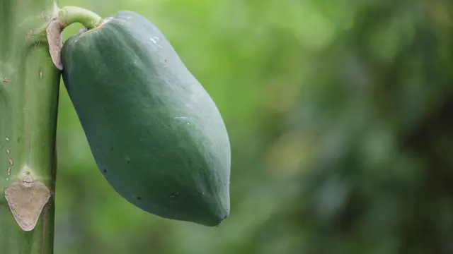 Detoksifikasi tubuh