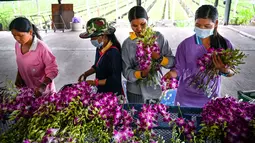 Para pekerja memproses anggrek untuk diekspor secara grosir di sebuah perkebunan di provinsi Nakhon Pathom, Thailand tengah pada 7 April 2022. Perkebunan itu pada masa jayanya populer di kalangan elit Thailand, bahkan pernah berkembang menjadi industri anggrek bernilai jutaan dollar. Tetapi pandemi covid-19 telah membuat satu dari lima perkebunan anggrek ditutup baru-baru ini. Dan tekanan semakin berat saat perang Rusia-Ukraina. (Lillian SUWANRUMPHA / AFP)