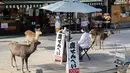 Foto yang diabadikan pada 9 Desember 2020 ini menunjukkan rusa yang sedang menatap toko "biskuit rusa" di Nara, Jepang. Rusa Nara, yang hidup berdekatan dengan manusia, menjadi salah satu simbol Kota Nara. Rusa Nara dilindungi sebagai monumen alam Jepang. (Xinhua/Du Xiaoyi)