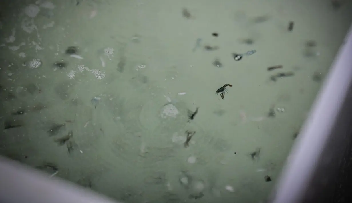 <p>Lobster biru memiliki siklus hidup yang terbilang singkat namun tingkat pertumbuhannya cepat serta fekunditas (laju reproduksi aktual suatu organisme atau populasi yang diukur berdasarkan jumlah gamet, biji ataupun propagule aseksual yang tinggi. (Lou BENOIST/AFP)</p>