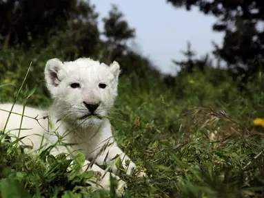 Seekor singa putih yang baru lahir, bernama Simba, terlihat di kebun binatang Paphos, Siprus pada 14 April 2019. Populasi satwa nokturnal tersebut terbilang langka di dunia, tercatat singa putih hanya ada 300 ekor dan 13 diantaranya hidup di alam liar. (REUTERS/Yiannis Kourtoglou)