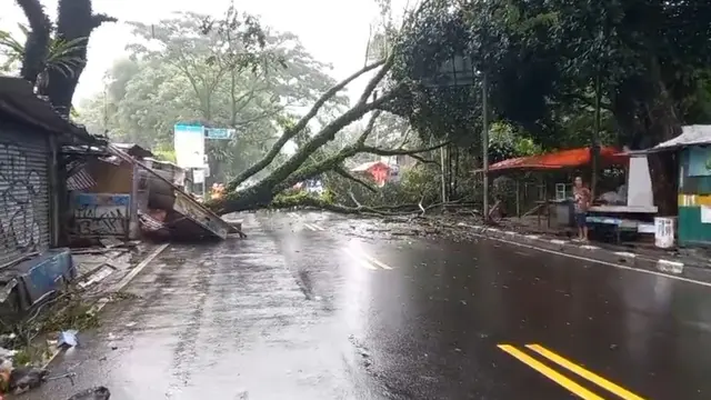 Pohon tumbang di Jalan Raya Ciawi-Puncak, Kecamatan Ciawi, Kabupaten Bogor.