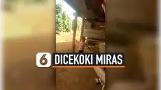DICEKOKI MIRAS
