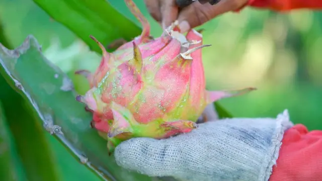 Kebun pengelolahan buah naga dengan listrik di Mojokerto. (Dian Kurniawan/Liputan6.com)