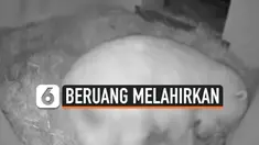 Thumbnail Vertikal Beruang