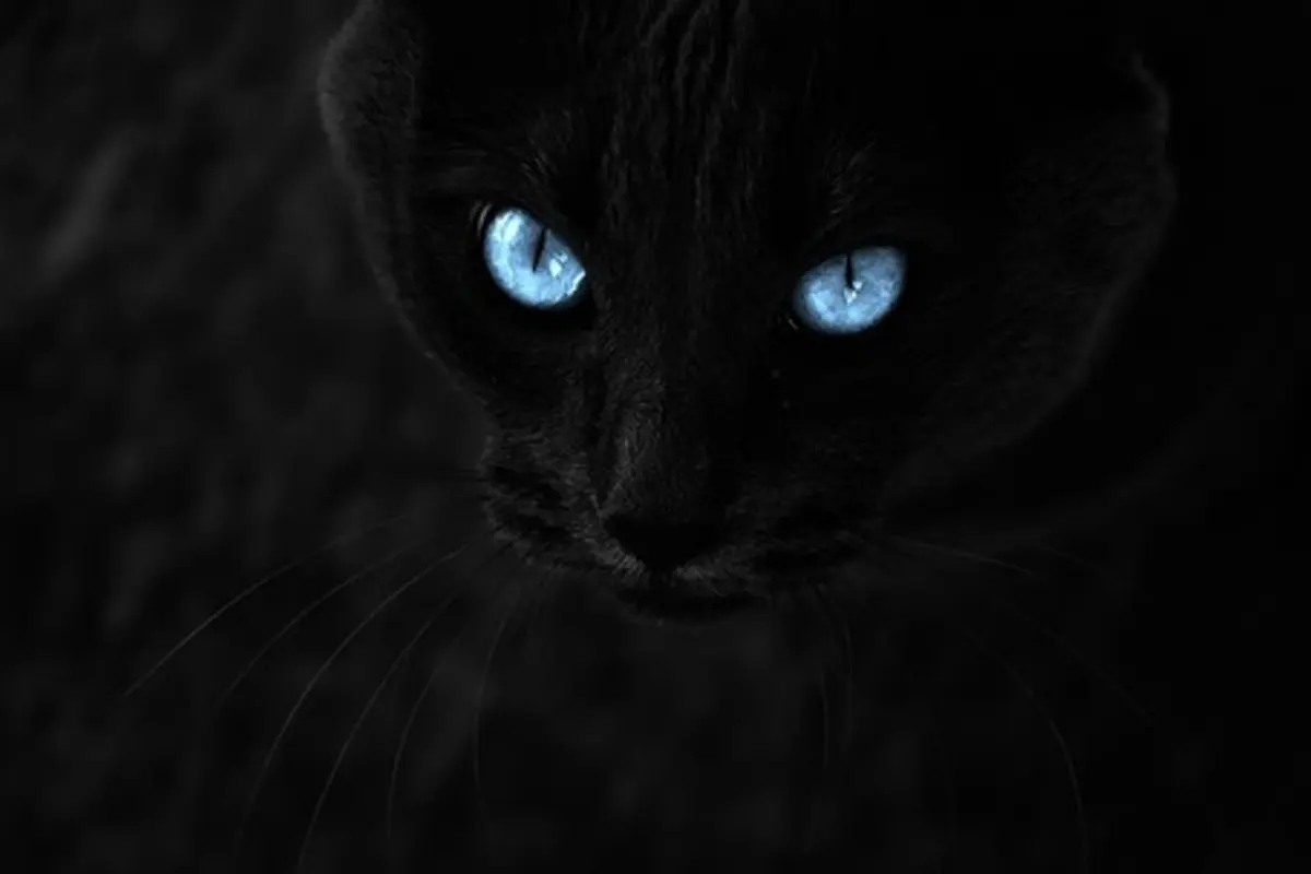 Mengulik Fakta Mengenai Kucing Hitam