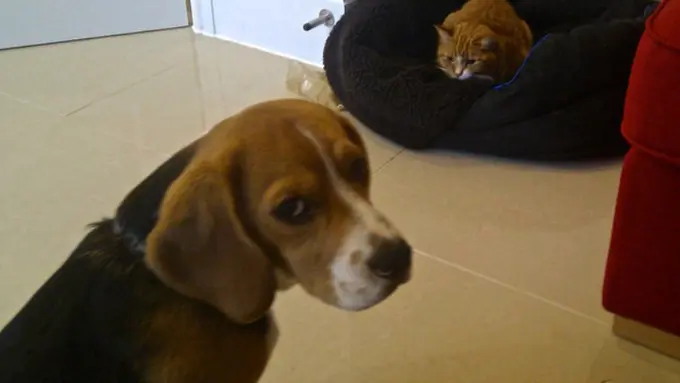 7 Anjing yang Kehilangan Tempat Tidur Mereka Bakal Membuatmu Iba