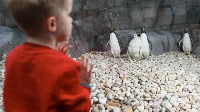 Krisis Penguin, Kebun Binatang Ini Terpaksa Gunakan Burung Plastik