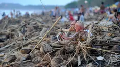 Wisatawan mancanegara duduk di dekat sampah yang terdampar akibat cuaca buruk di Pantai Kuta, Bali, Jumat (15/2). Sampah bervolume besar kembali menepi di Pantai Kuta, kali ini pesisir pantai dipenuhi sampah buah kelapa. (SONNY TUMBELAKA/AFP)