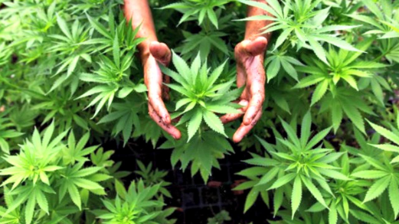 Zat Turunan Mariyuana Turunkan Serangan Epilepsi