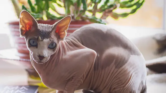 Sphynx