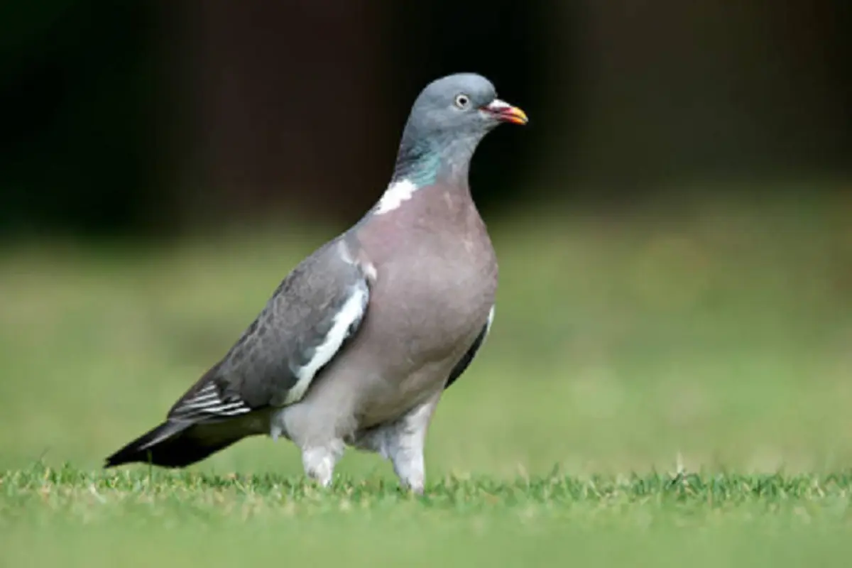 Ilustrasi burung (iStock)