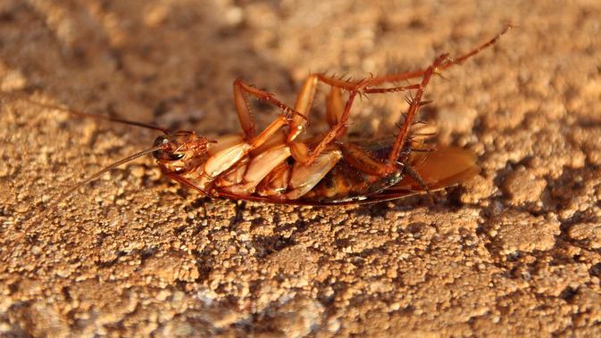 6 Cara  Ampuh Basmi Serangga di  Rumah  dengan Bahan Alami 