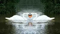 8 Animals That Become the Symbol of Love