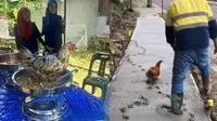 9 Tingkah Ayam Ganggu Manusia Ini Bikin Geregetan, Kocak