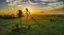 Mentari Pagi Menyinari Hamparan Sawah di Samahani Aceh Besar