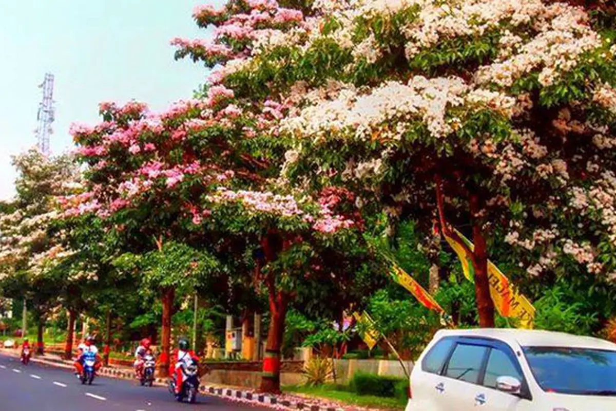 Heboh, Pohon Berbunga di Magelang Mirip Musim Semi di Jepang! 