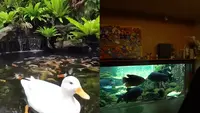 7 Potret Kolam Ikan di Rumah Irfan Hakim, Ada yang di Tengah Tangga
