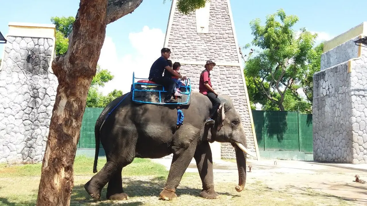 4 Wisata Kebun Binatang di Jawa Timur, Ada Terbaik di Asia