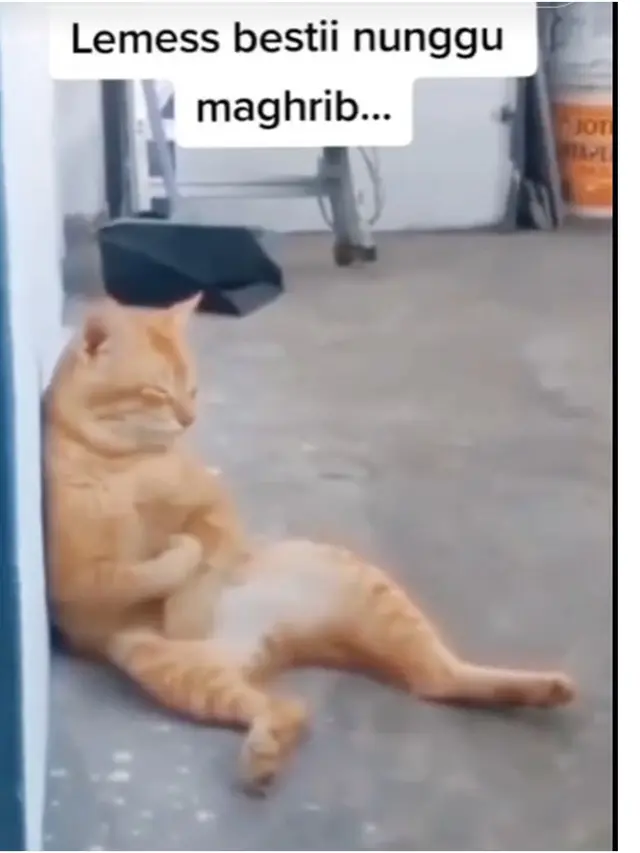 6 Potret Lucu Kucing Menunggu Buka Puasa, Ikut Bersabar