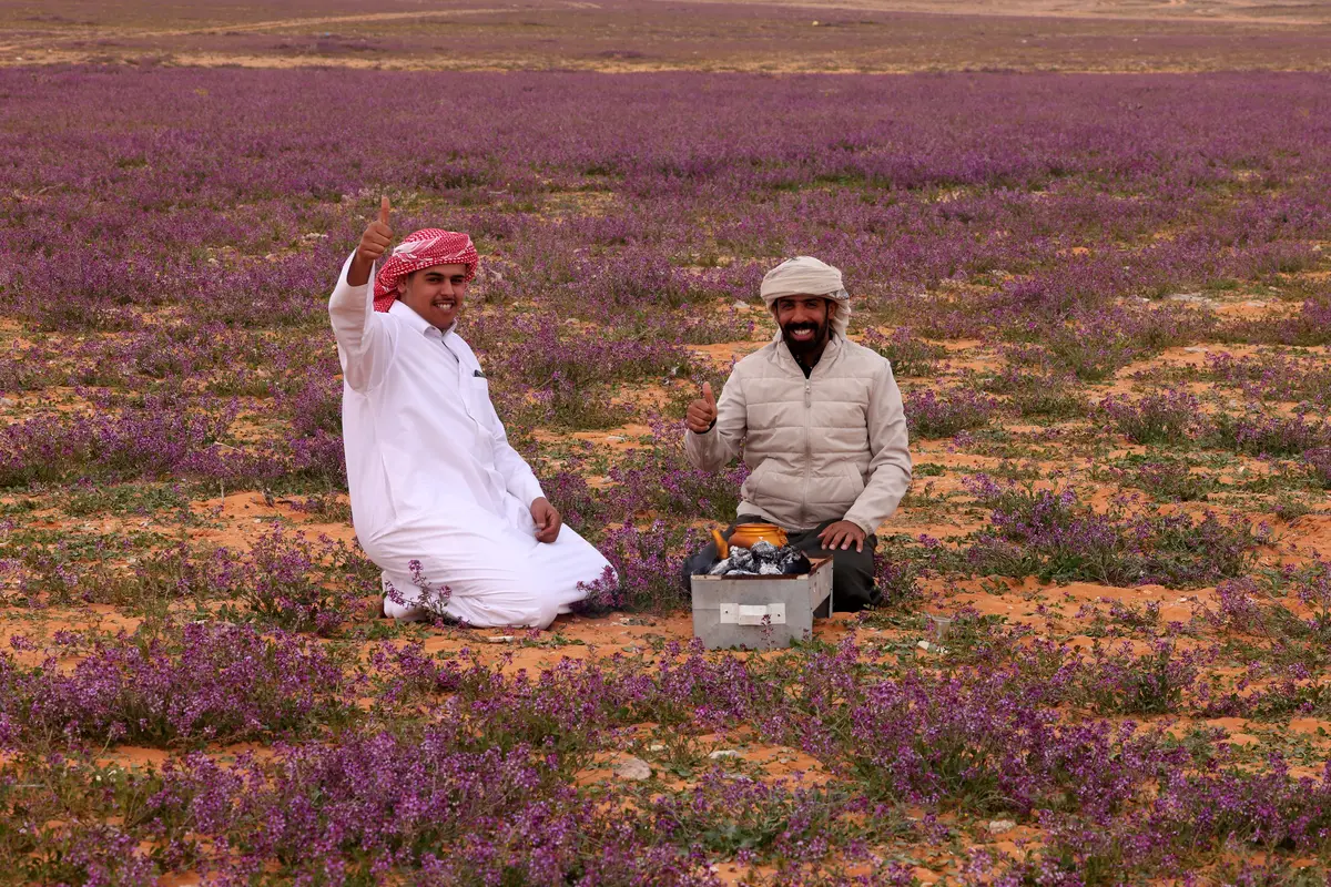 Gurun Pasir di Arab Saudi Berubah Jadi Padang Bunga Lavender