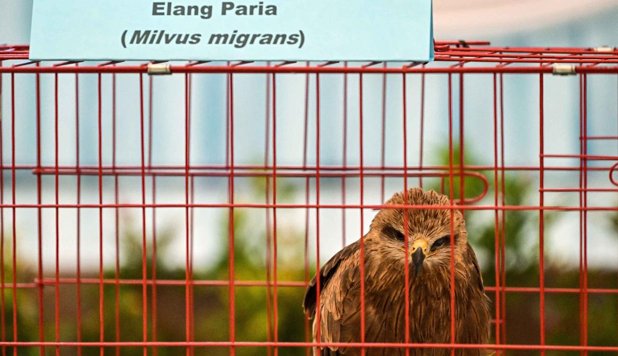 Diduga para tersangka tergabung dalam jaringan perdagangan ilegal lintas daerah sepanjang tahun 2025 hingga 2026. Tampak dalam foto, barang bukti berupa seekor burung Elang Paria (Milvus Migrans) diperlihatkan petugas badan konservasi alam dan kepolisian, setelah disita dari para tersangka penyelundupan hewan yang dilindungi di Markas Besar Kepolisian Daerah Jawa Timur di Surabaya pada Rabu 15 April 2026. (JUNI KRISWANTO/AFP)