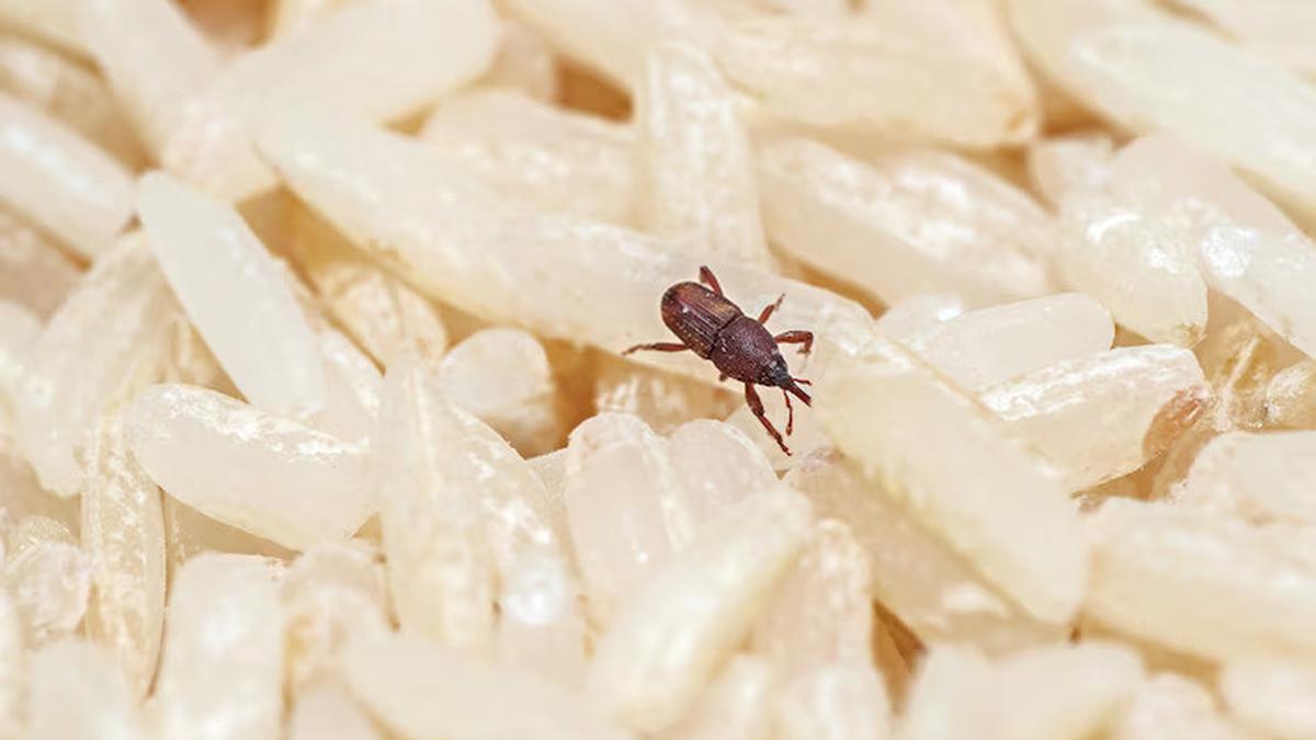 Cara Membersihkan Kutu Beras dengan Freezer, Efektif Tanpa Bahan Kimia