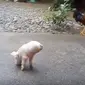 Anak babi berkaki dua